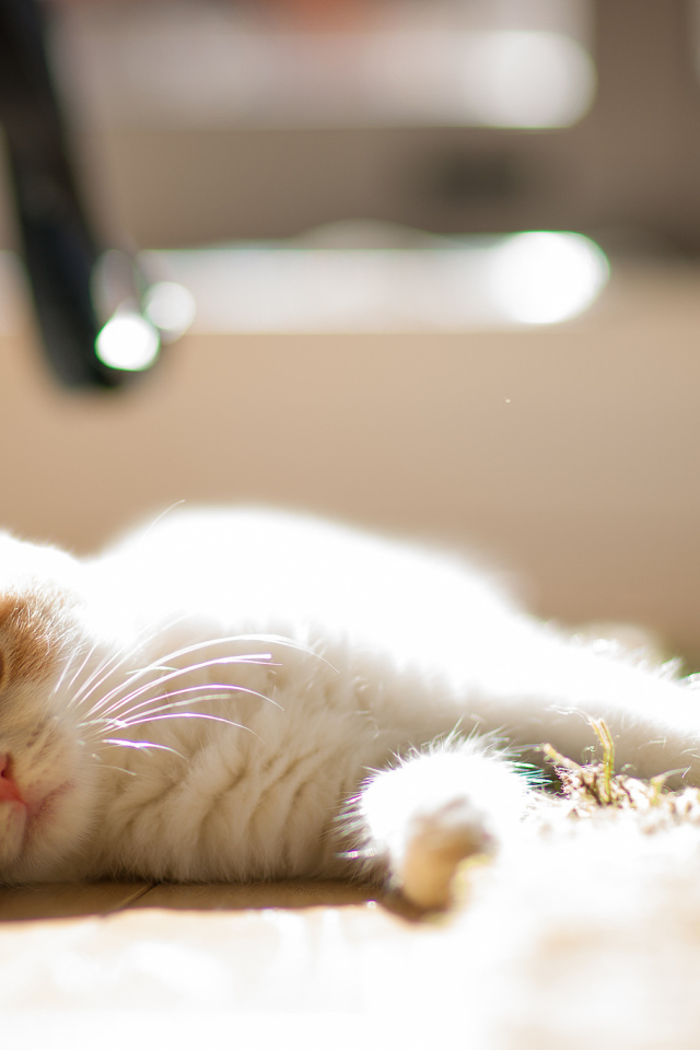 Котенок лежит на боку