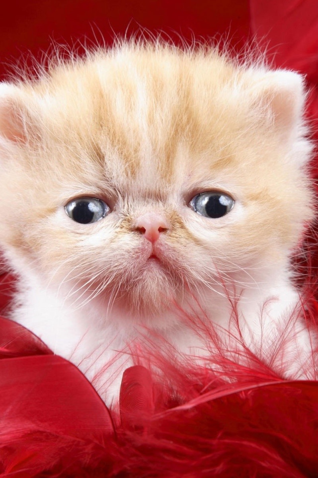 Котенок на красном фоне
