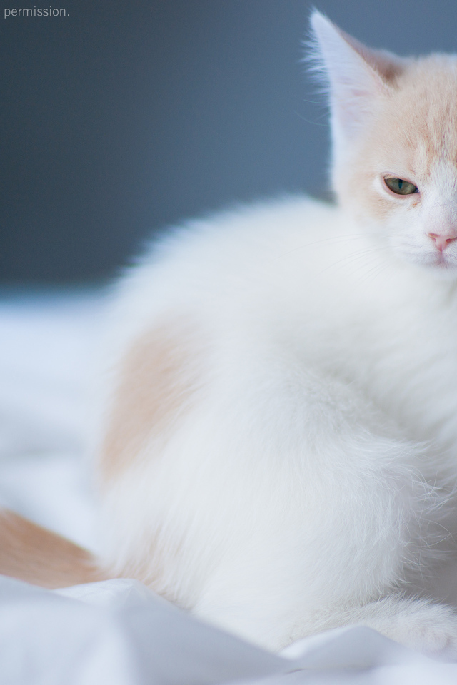 Котенок на белой постели