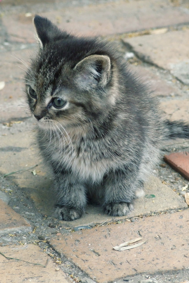 Котенок на улице