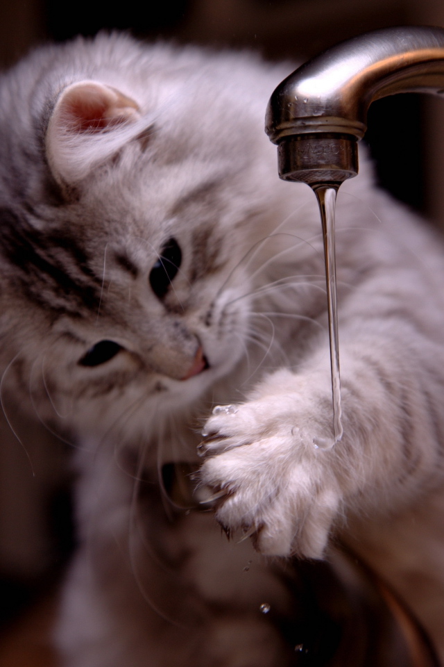 Котенок играет с водой