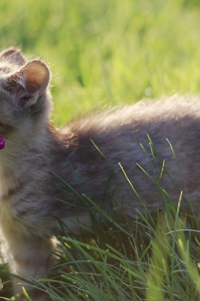 Котенок нюхает цветы