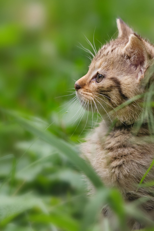 Котенок гуляет в траве