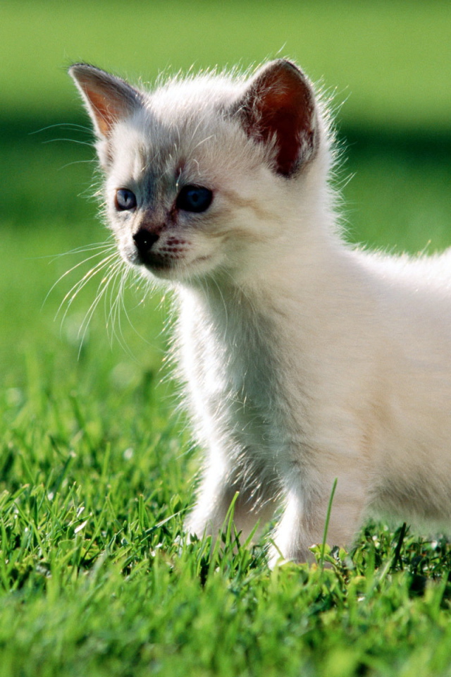 Котенок гуляет по газону