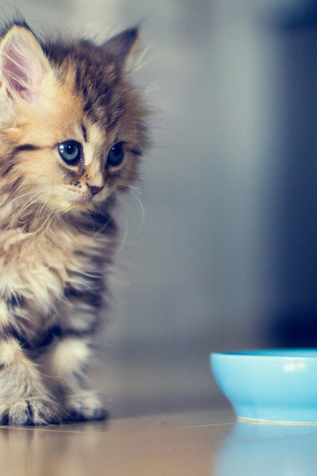Котенок хочет кушать