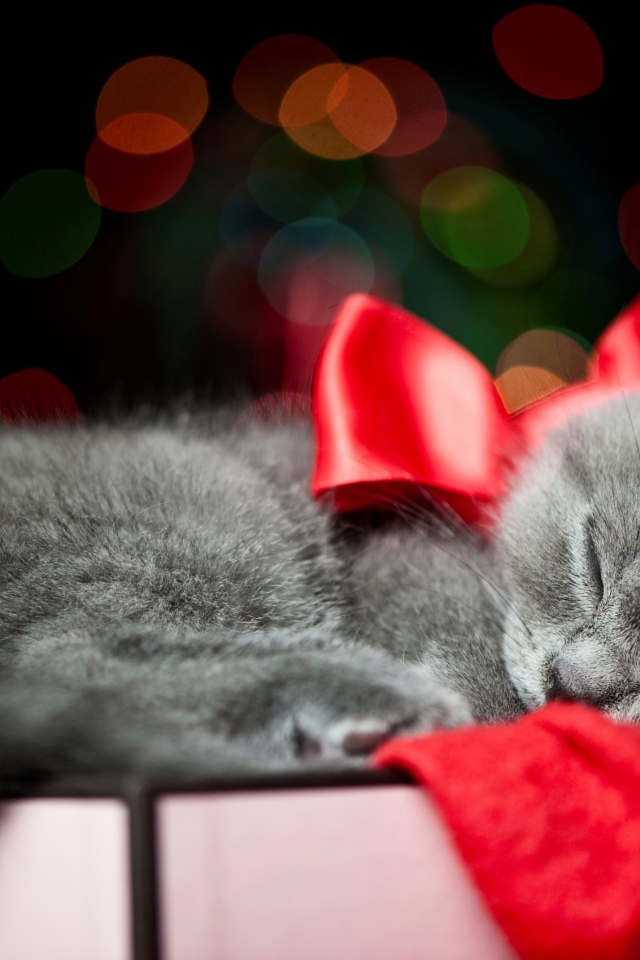 Котенок с красным бантом