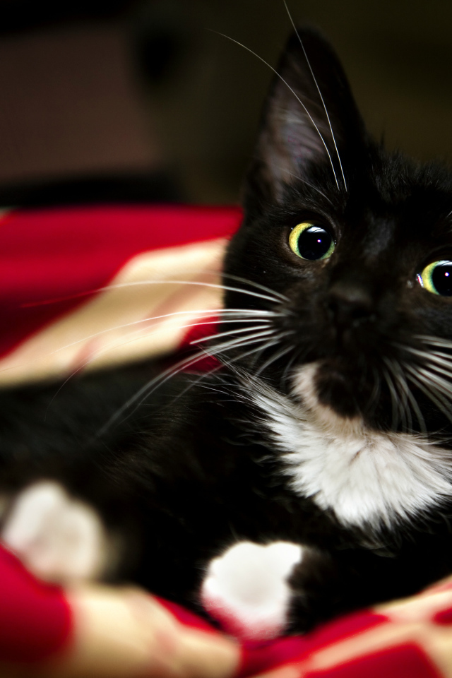 Котенок с белыми усами