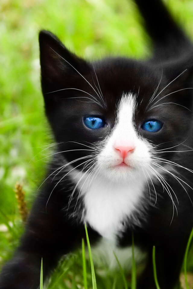 Котенок с голубыми глазами