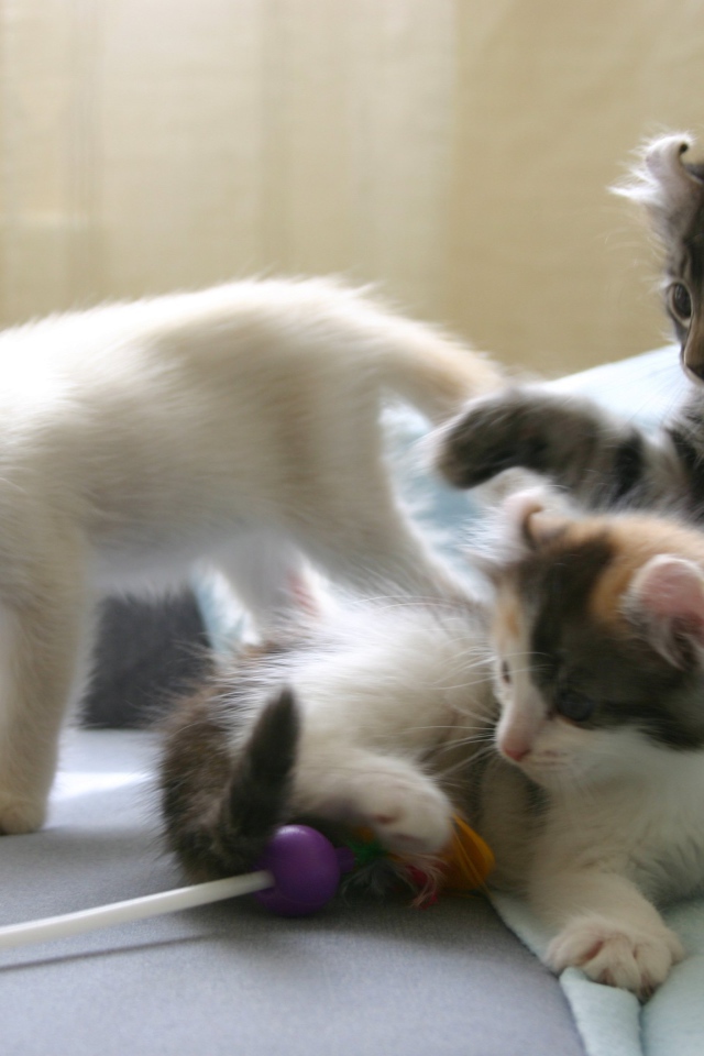 Котята породы американский керл