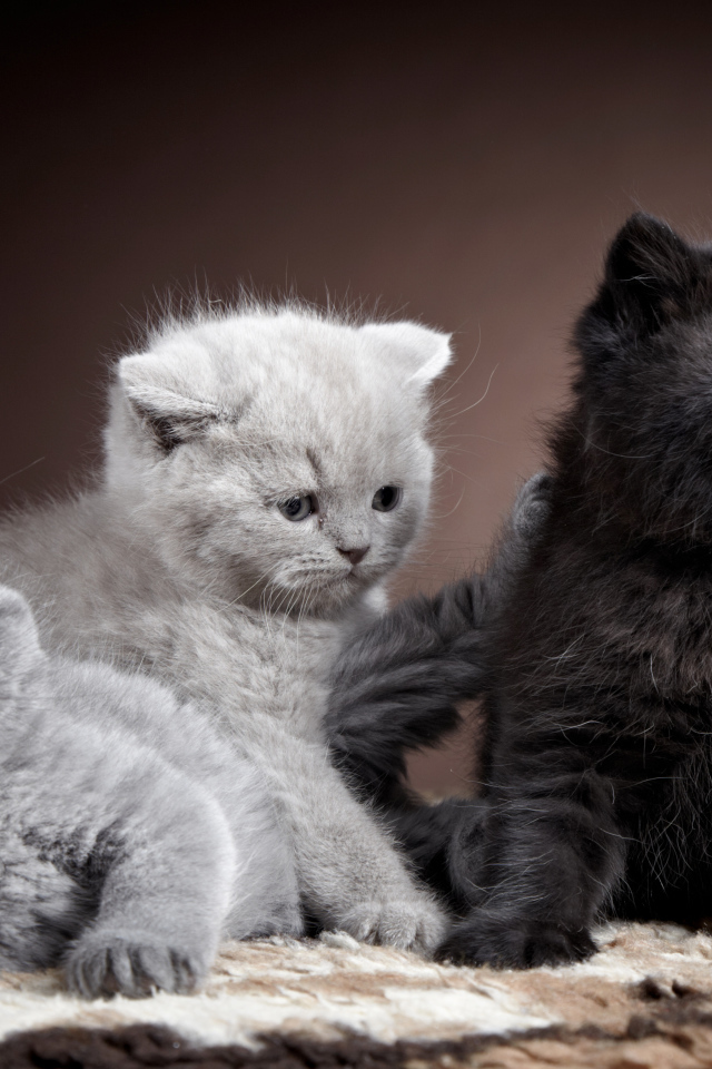 Котята породы британская короткошерстная кошка