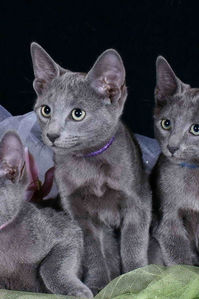 Котята русской голубой кошки