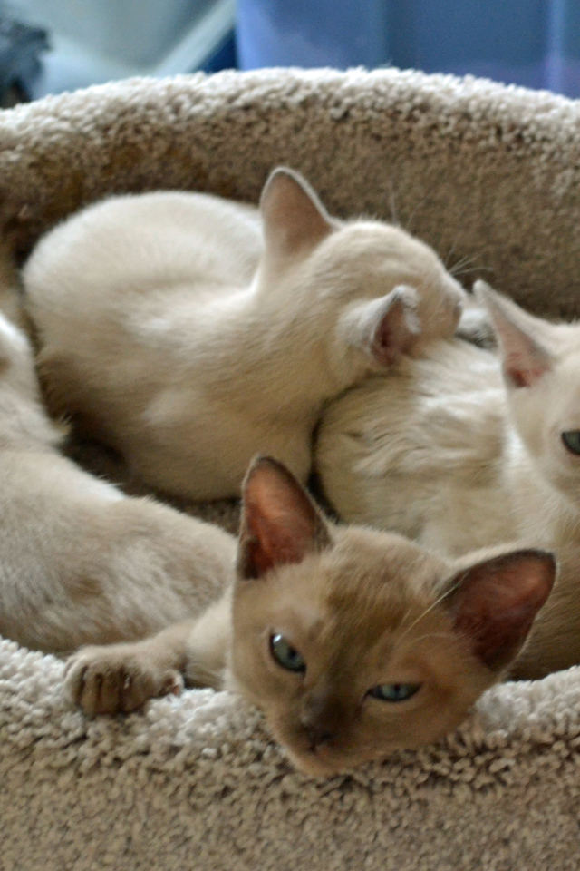 Котята тонкинской кошки в корзине