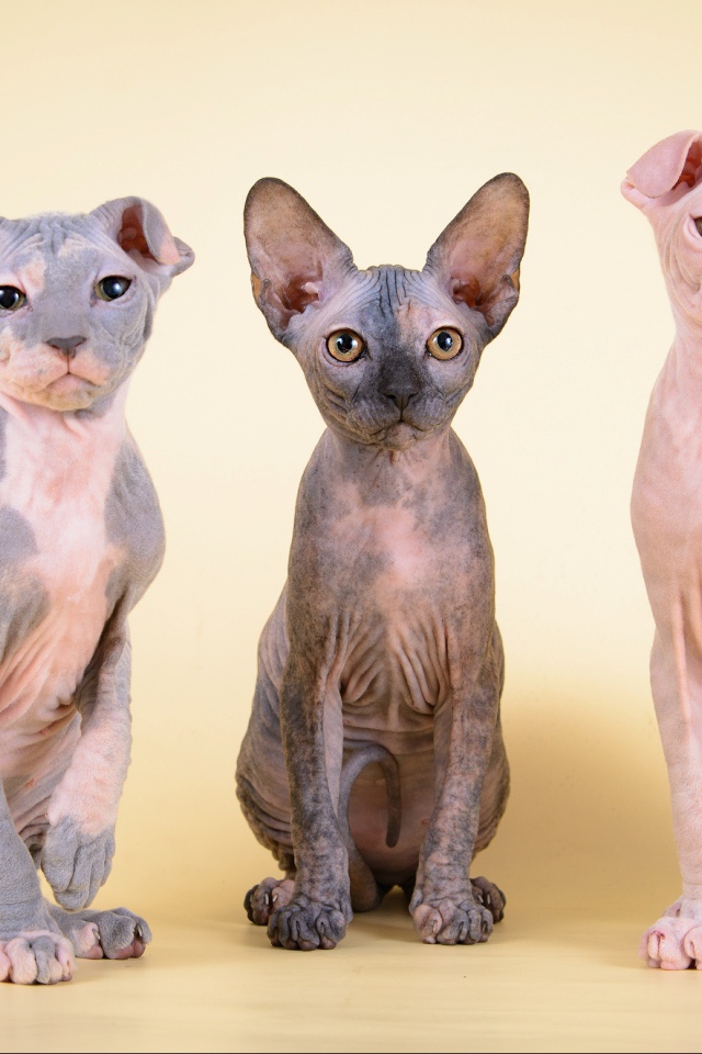 Котята украинский левкой