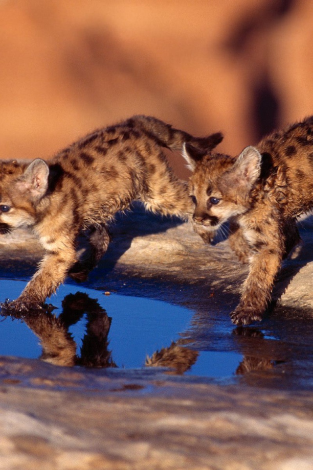 Котята бегут по воде