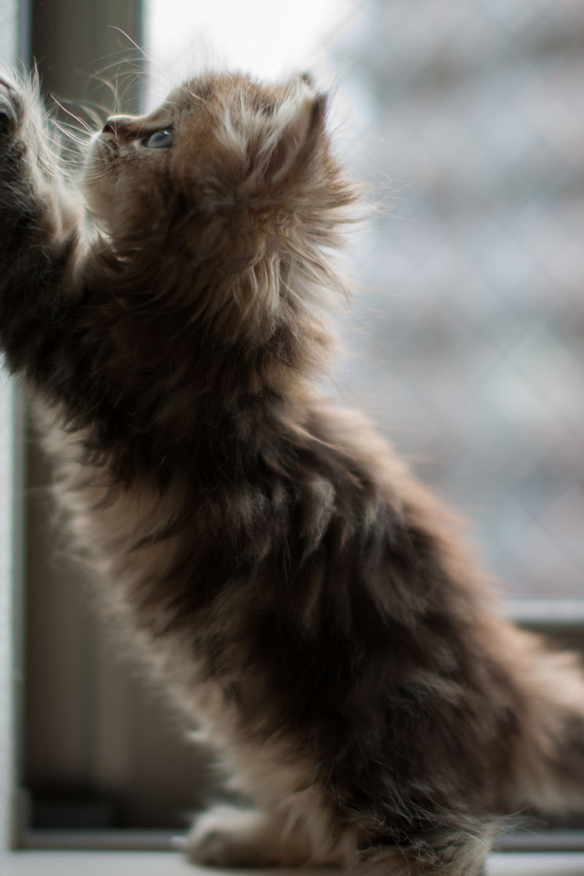 Котенок на окне