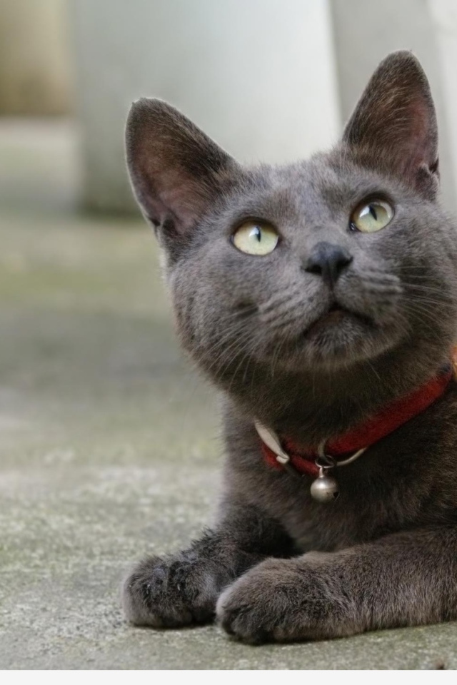 Кот корат смотрит вверх