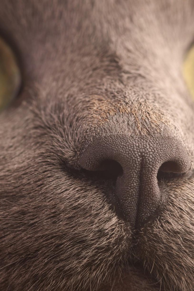 Мордочка кота корат