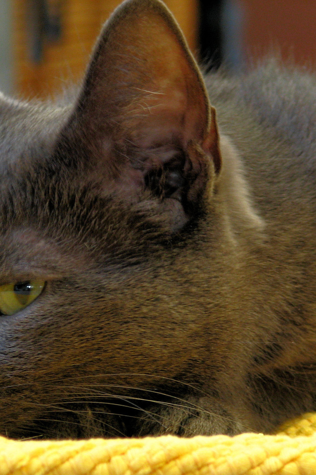 Корат лежит на коврике