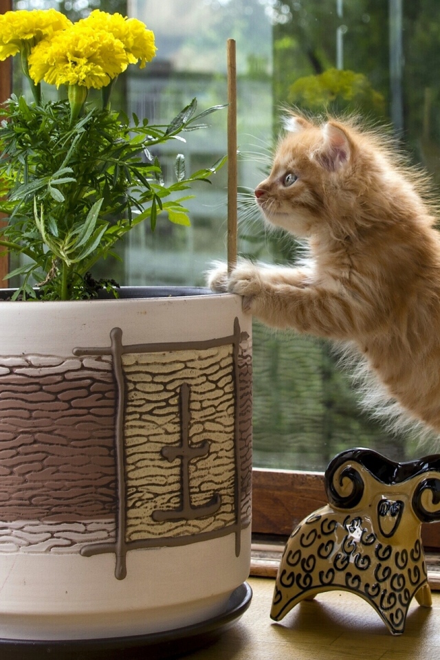 Котенок курильского бобтейла проверяет цветок