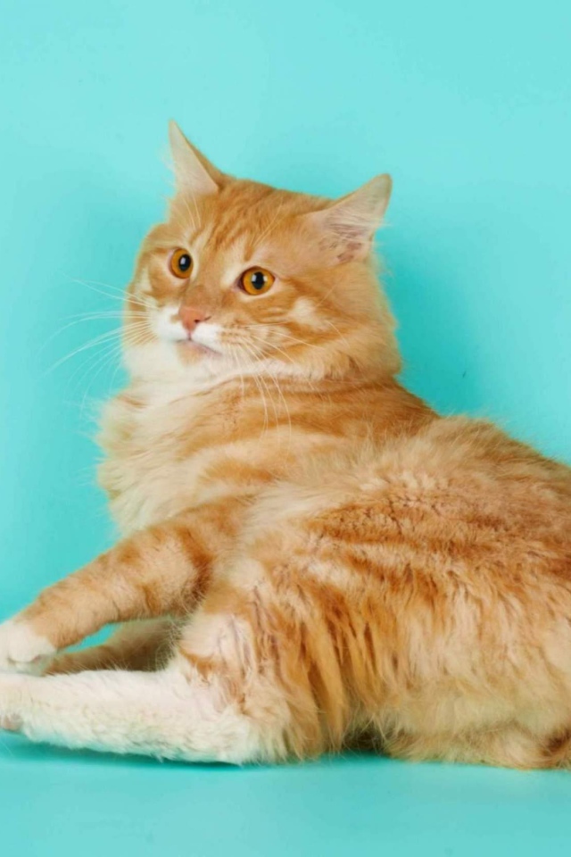 Курильский бобтейл на голубом фоне