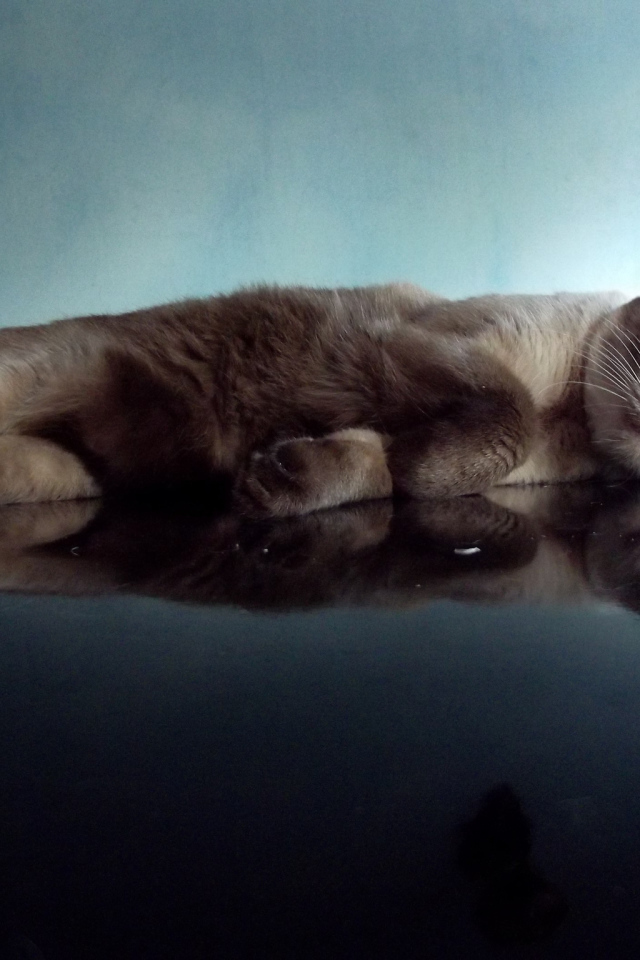 Ленивая сиамская кошка