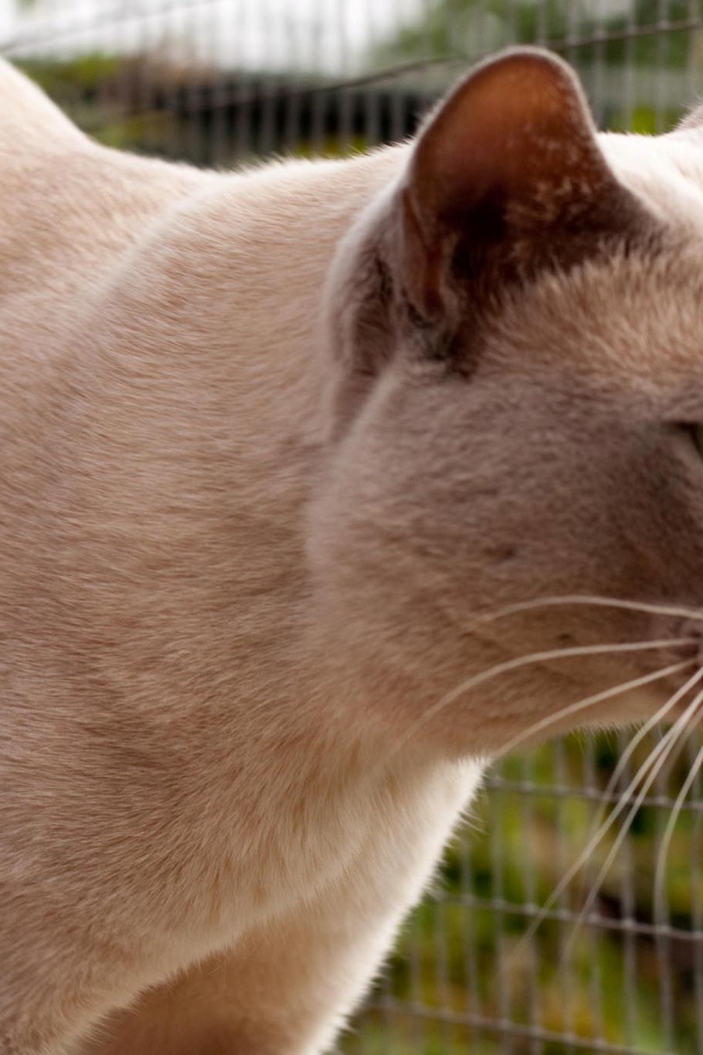 Светлая бурманская кошка