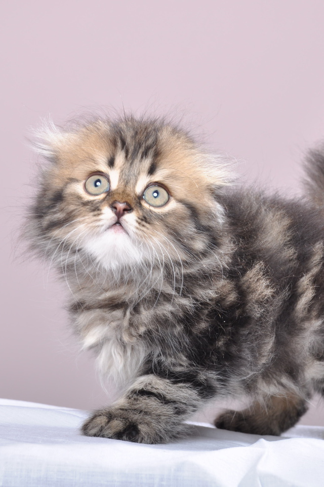 Маленький котенок британской длинношерстной кошки