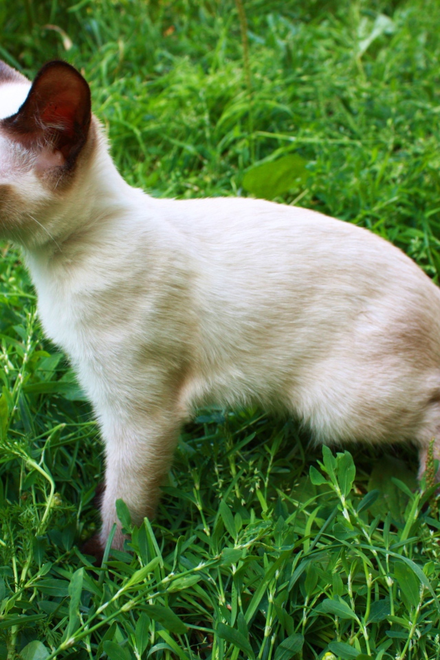 Маленький меконгский бобтейл на траве