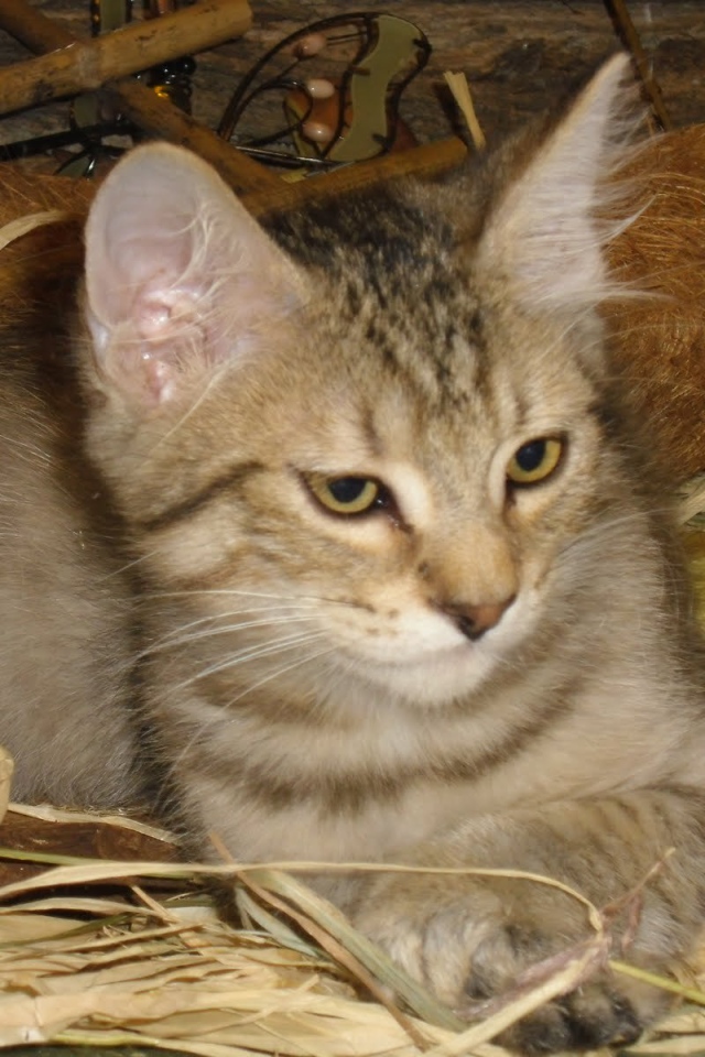 Маленький котенок пиксибоб