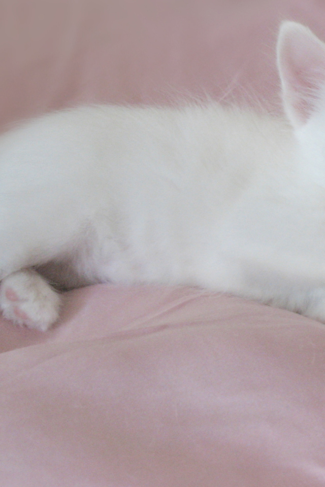 Маленький котенок турецкая ангора