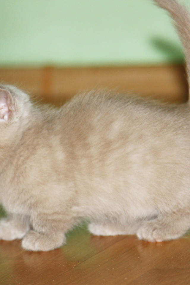 Маленький котенок манчкин