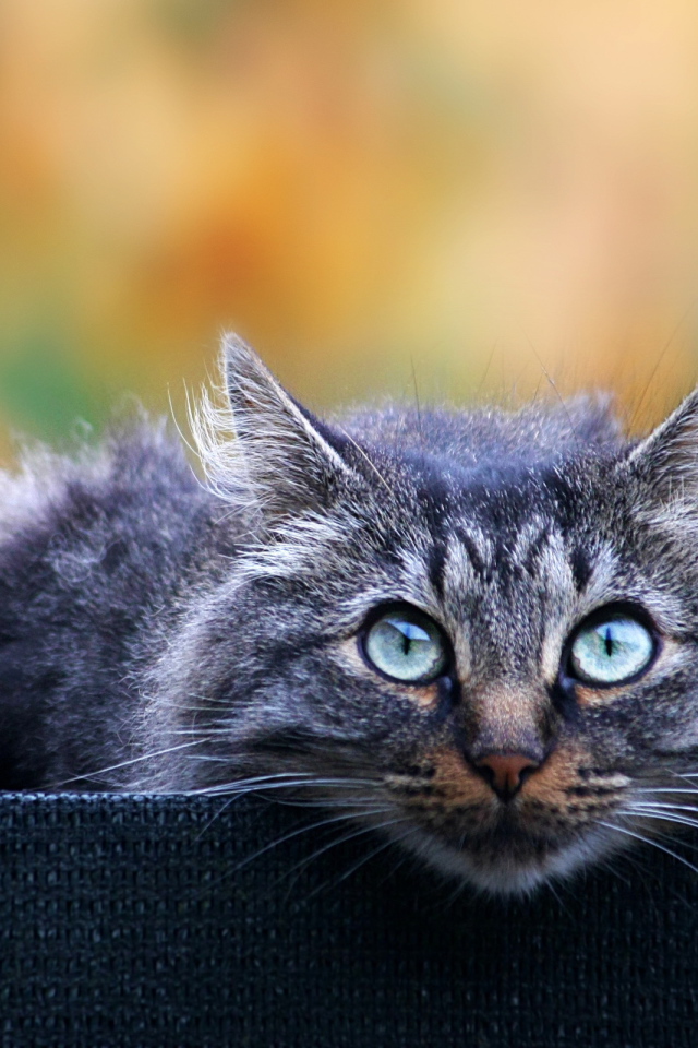 Взгляд кота охотника