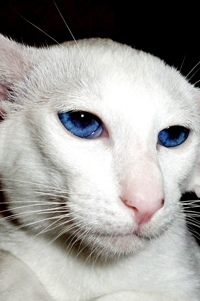 Лопоухий форин вайт