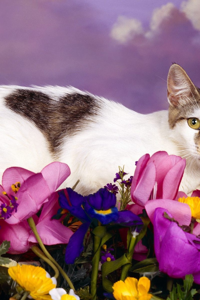 Любимый кот