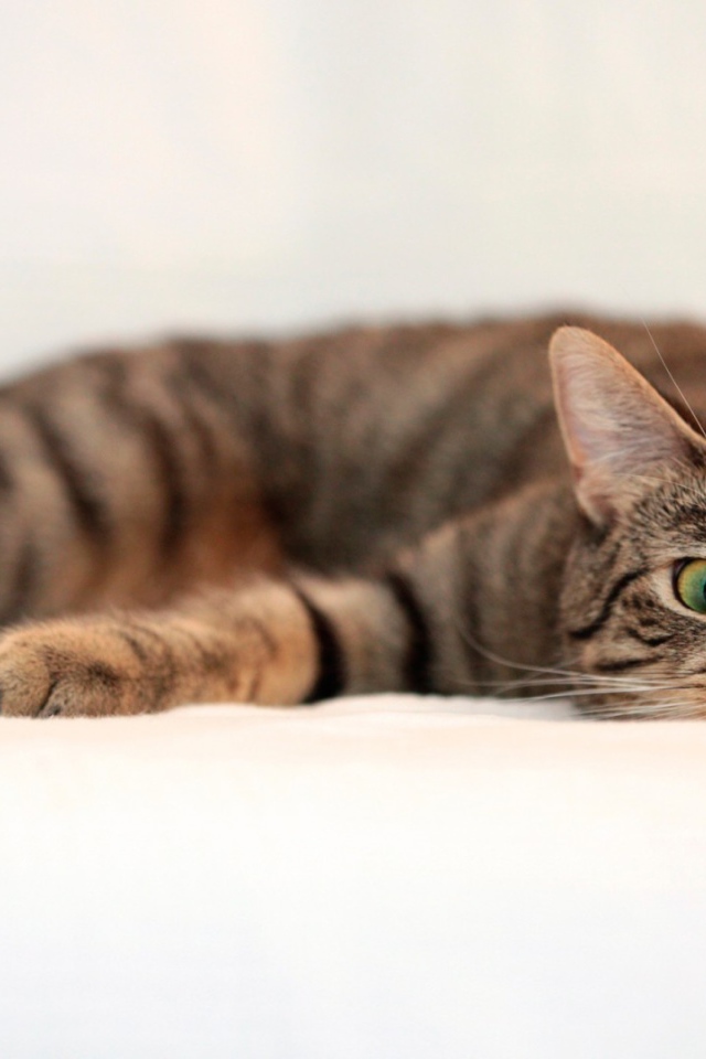 Oбезумевший кот