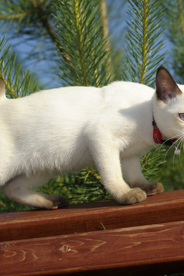 Меконгский бобтейл на улице