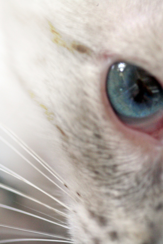 Глаз кошки меконгский бобтейл