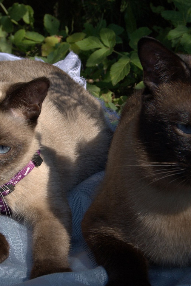 Коты породы меконгский бобтейл