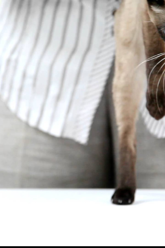 Меконгский бобтейл стоит на задних лапах