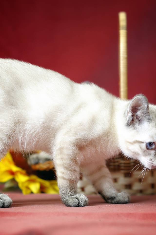 Меконгский бобтейл на красном фоне