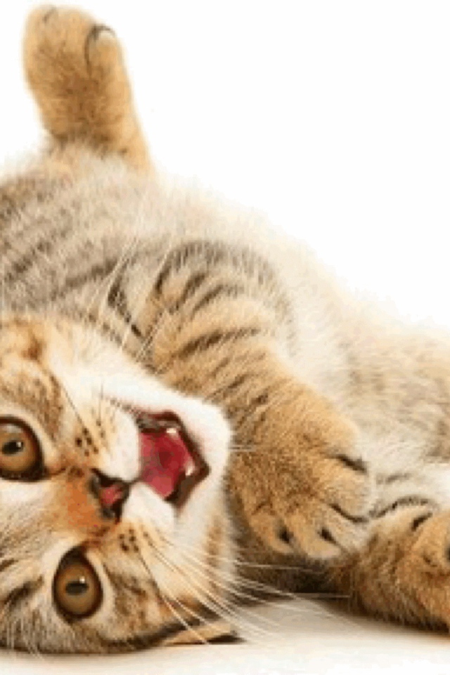 Веселая американская жесткошерстная кошка