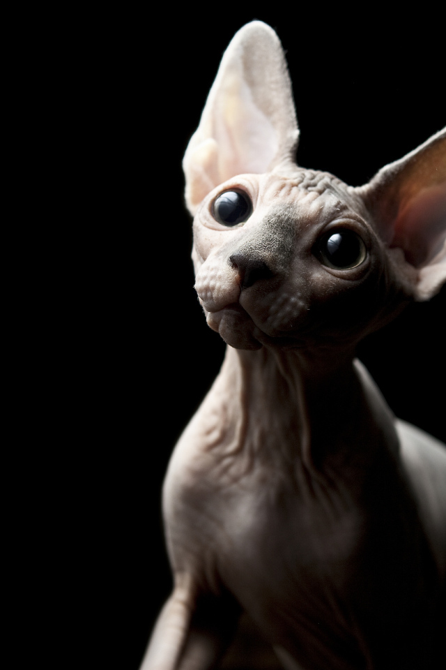 Кот минскин на черном фоне