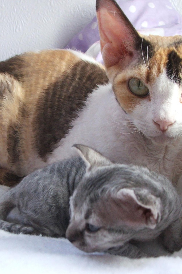 Мама девон-рекс с котенком