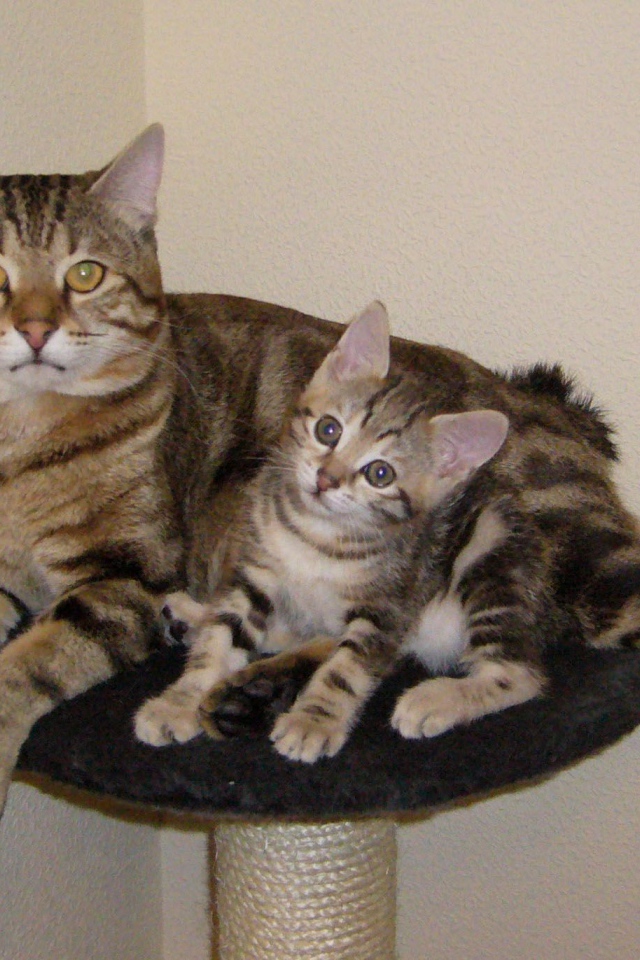 Мама курильский бобтейл с котенком