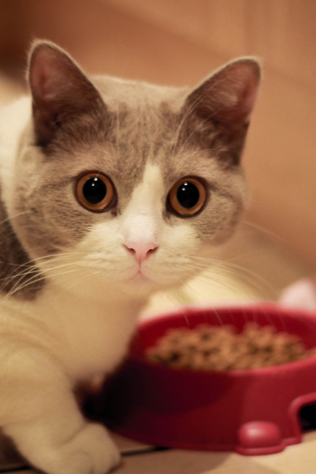 Кот манчкин у кормушки