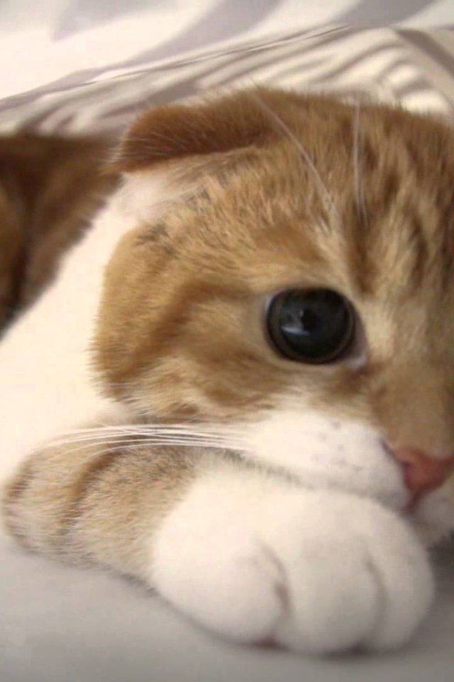 Глаза кота манчкин