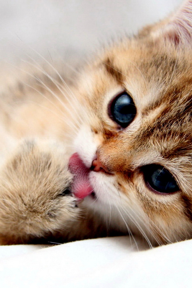 Манчкин кот умывается