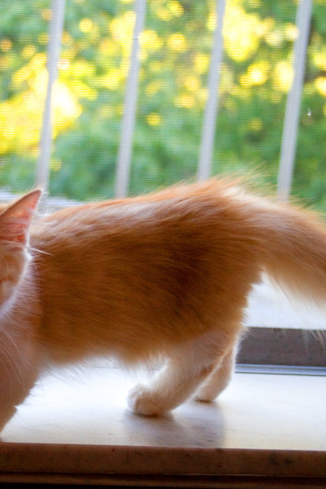 Котенок манчкин на подоконнике