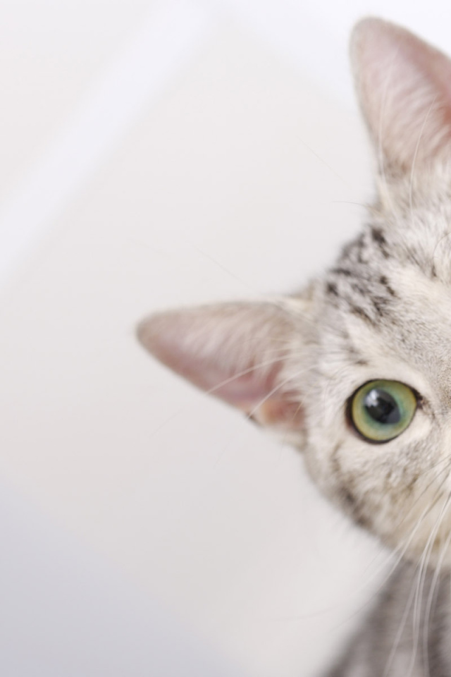 Мордочка американской короткошерстной кошки