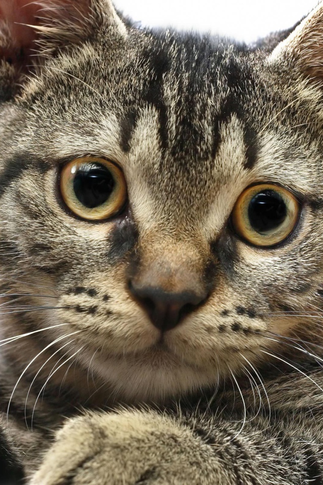 Мордочка американской жесткошерстной кошки